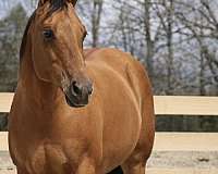 flashy-quarter-horse