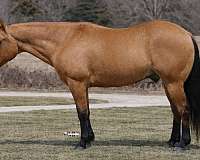 kid-safe-quarter-horse
