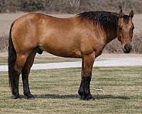 performance-quarter-horse