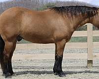 ranch-versatility-quarter-horse