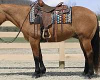 ranch-work-quarter-horse