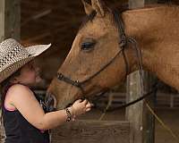 ridden-western-quarter-horse