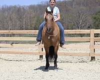 ridden-english-quarter-horse