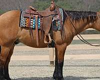 roping-quarter-horse
