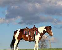 pinto-haflinger-horse