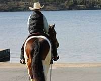 pinto-haflinger