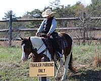 all-around-haflinger-horse