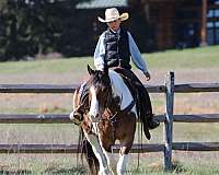 athletic-haflinger-horse