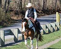 beginner-haflinger-horse