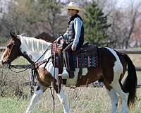 flashy-haflinger-horse