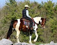 kid-safe-haflinger-horse