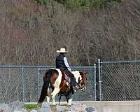 ranch-haflinger-horse