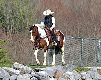 ranch-work-haflinger-horse