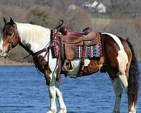 ridden-english-haflinger-horse