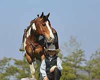 ridden-western-haflinger-horse