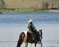 show-haflinger-horse