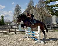 beginner-clydesdale-horse