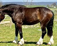 athletic-clydesdale-horse