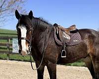 cross-clydesdale-horse