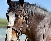 draft-clydesdale-horse