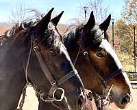 flashy-clydesdale-horse