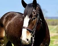 ridden-english-clydesdale-horse