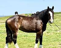 kid-safe-clydesdale-horse