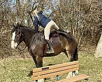 ridden-western-clydesdale-horse