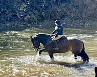 show-clydesdale-horse