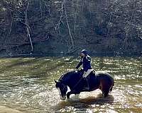 trail-clydesdale-horse