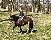 trail-riding-clydesdale-horse