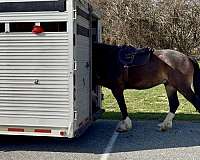 youth-clydesdale-horse