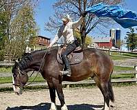 bay-clydesdale-gelding