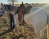 quarter-horse-mare