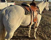 quarter-horse-for-sale
