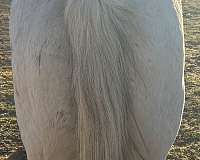 quarter-horse