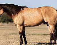 athletic-quarter-horse