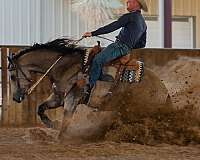 performance-quarter-horse