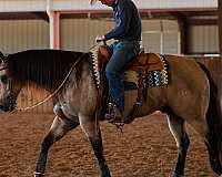 flashy-quarter-horse