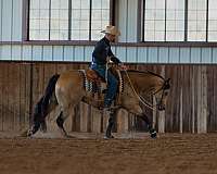 ranch-quarter-horse