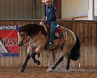 ranch-versatility-quarter-horse