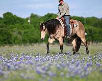 ranch-work-quarter-horse