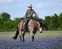 reining-quarter-horse