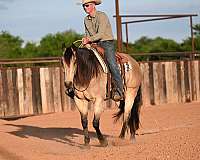 roping-quarter-horse