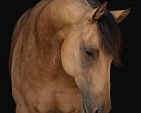 trail-quarter-horse