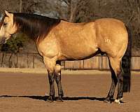 western-riding-quarter-horse