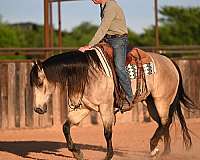 show-quarter-horse
