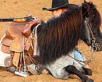 barrel-pony