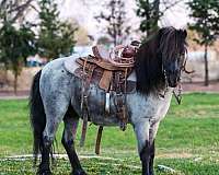 ranch-pony