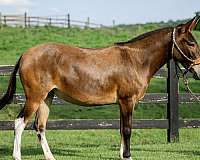 athletic-mule